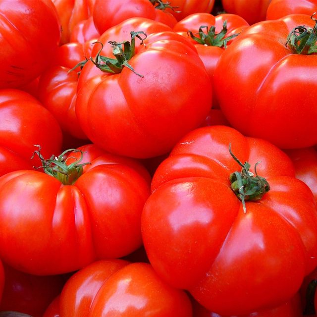 Jitomates rojos maduros